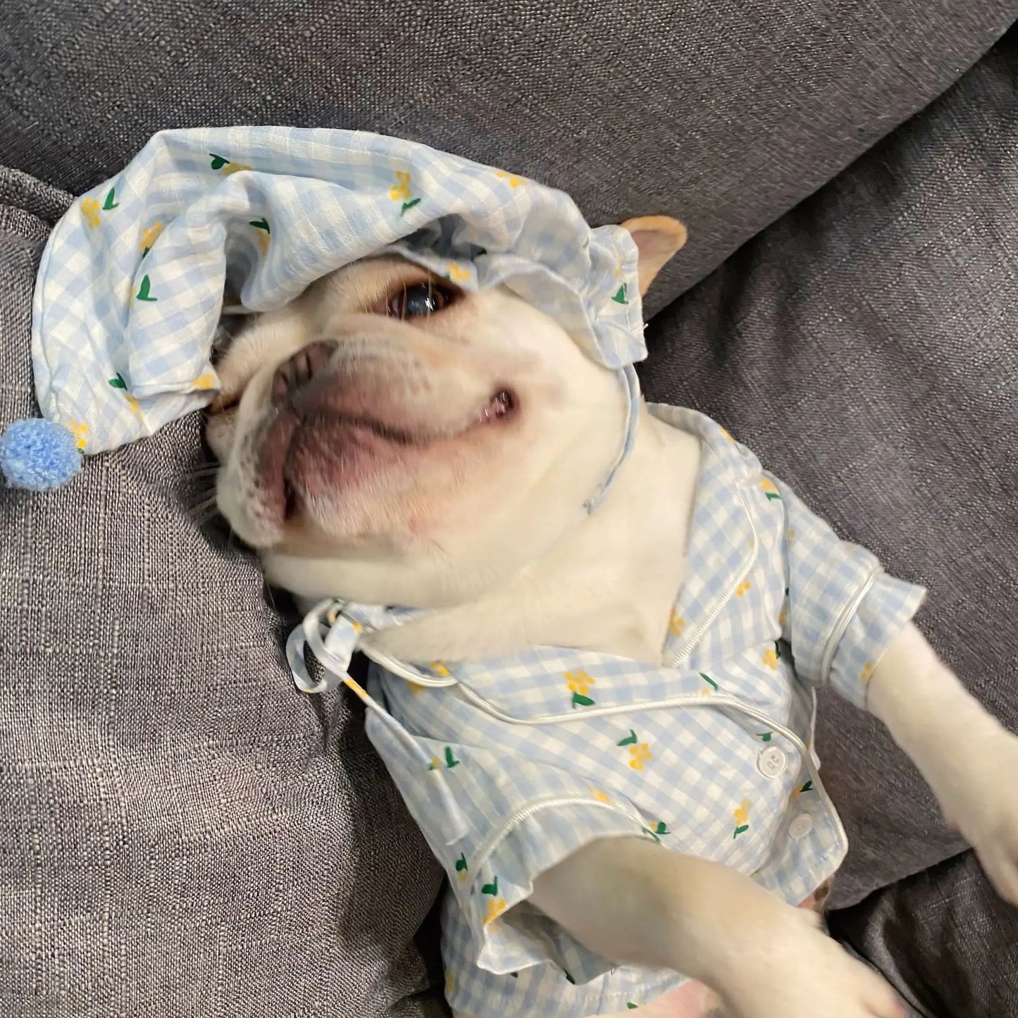 Cozy Cat & Dog Schnauzer Outfits