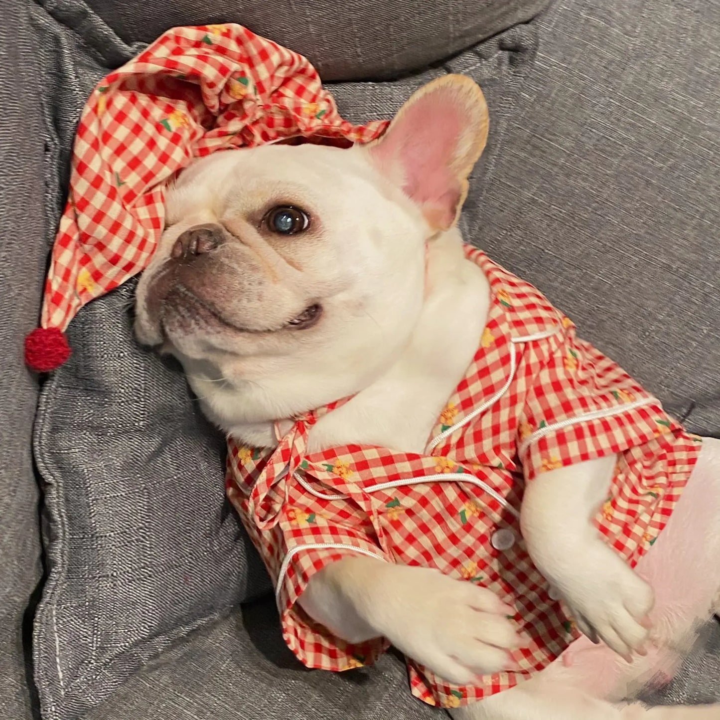 Cozy Cat & Dog Schnauzer Outfits